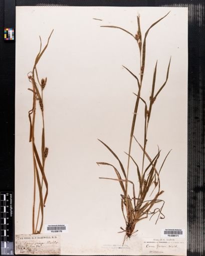 Carex amphibola