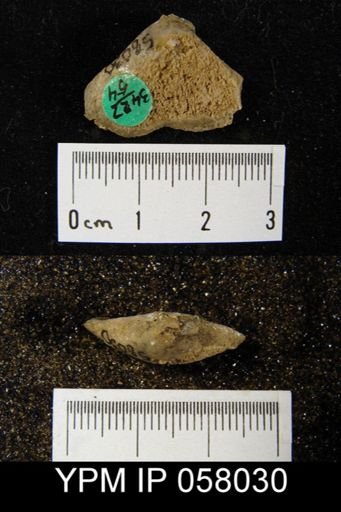 Meristella atoka