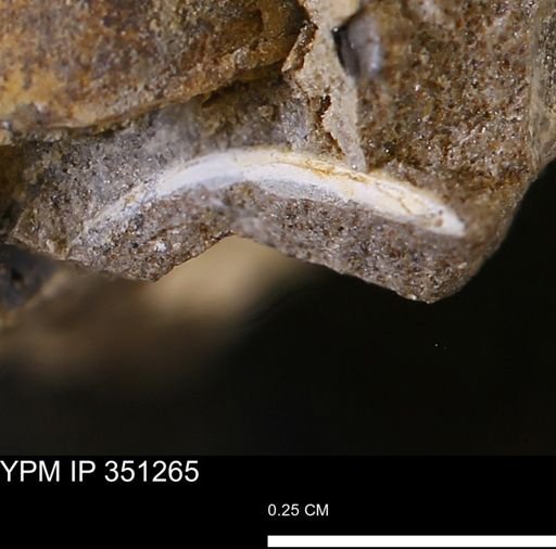 undet. Bivalvia