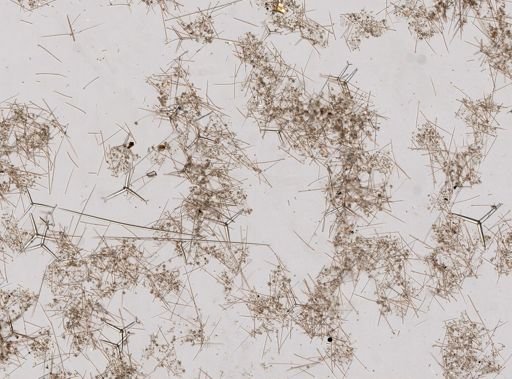 Ceratoporella nicholsoni