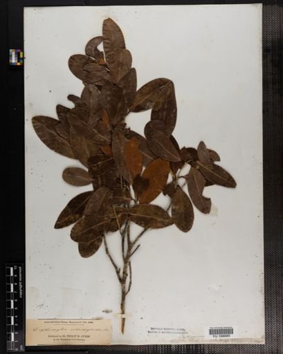 Plantae