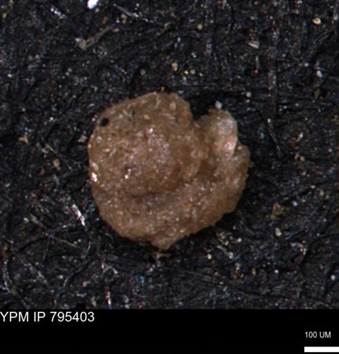 Ammobaculites euides