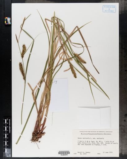 Carex vesicaria