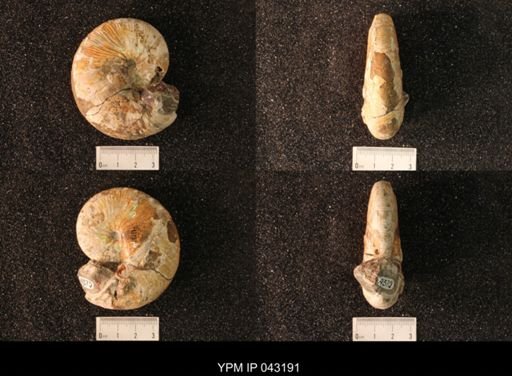 Hoploscaphites nicolletii