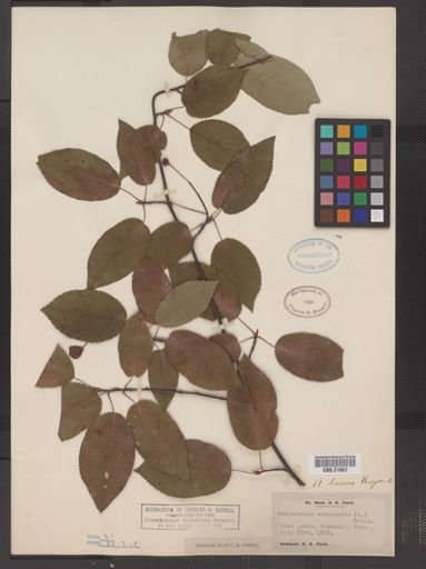 Amelanchier laevis
