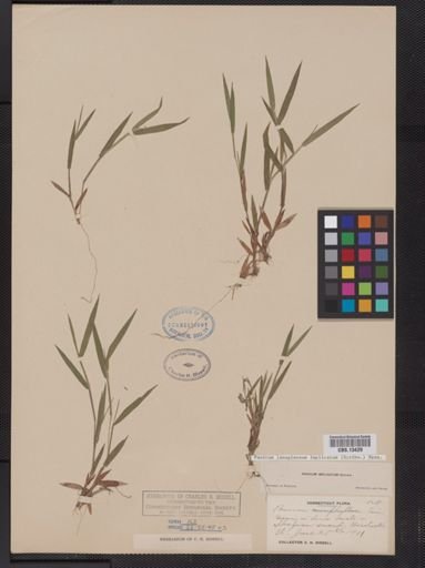 Panicum lanuginosum