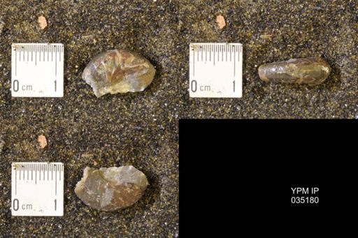Discoscaphites rossi