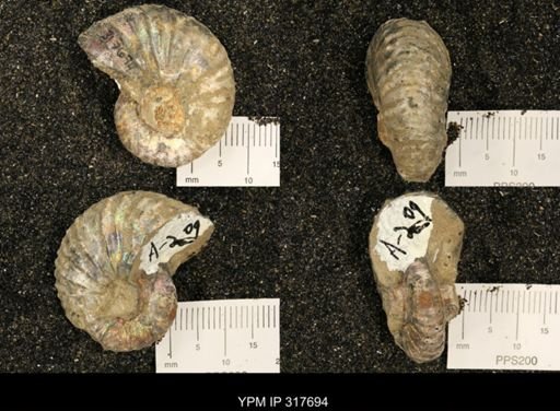 Discoscaphites sp.