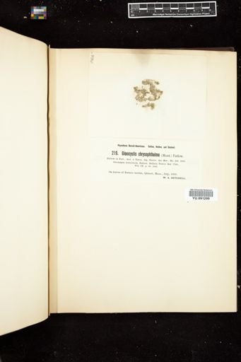 Gloeocystis chrysophthalma