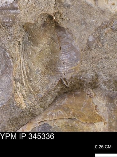 Limopsis striatopunctatus