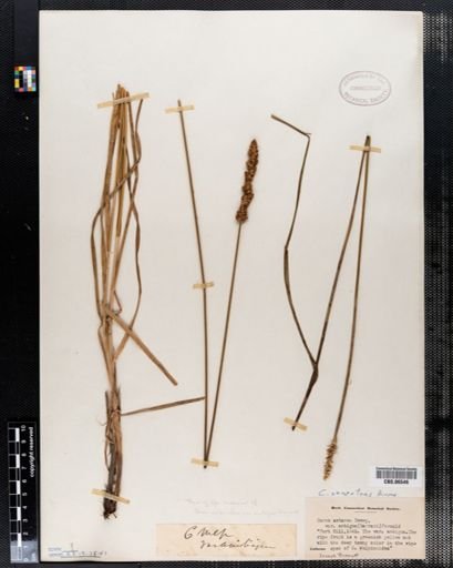 Carex annectens