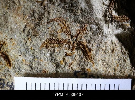 undet. Stelleroidea