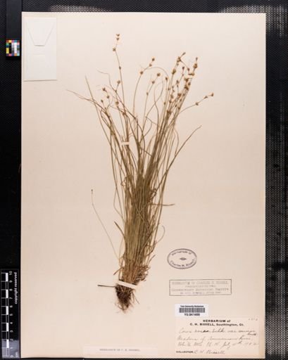 Carex rosea
