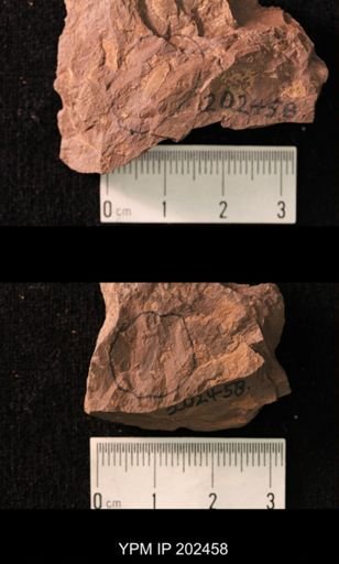 Holcoptera schlotheimi