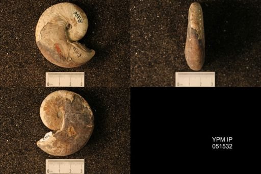 Hoploscaphites nicolletii