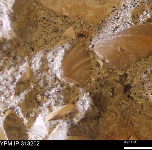 Corbicula