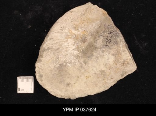 Hoploscaphites melloi