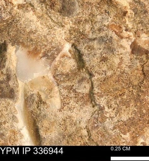 undet. Mollusca