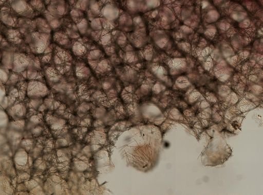 cf. Haplosclerida