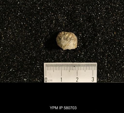 Glyptorthis bellarugosa