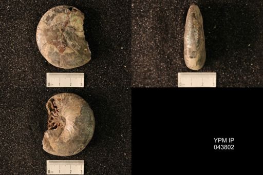 Hoploscaphites nicolletii