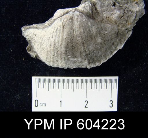 Spirifer concinnus