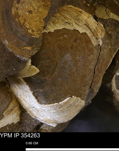 undet. Bivalvia