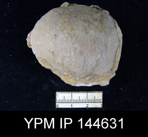Derbya hemisphaerica