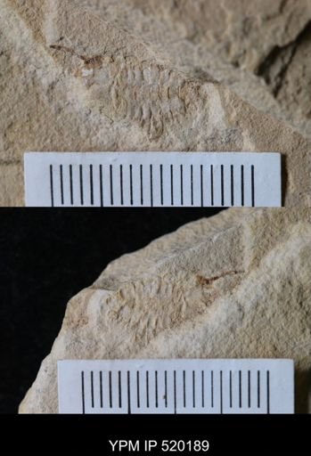 undet. Cheloniellida