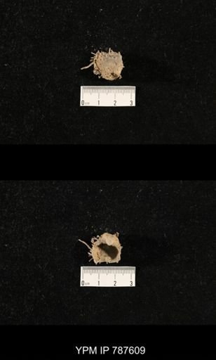 undet. Brachiopoda