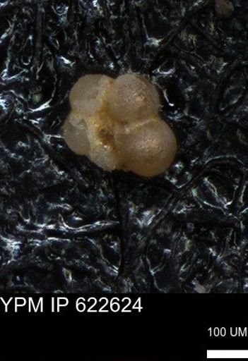 undet. Globigerinina