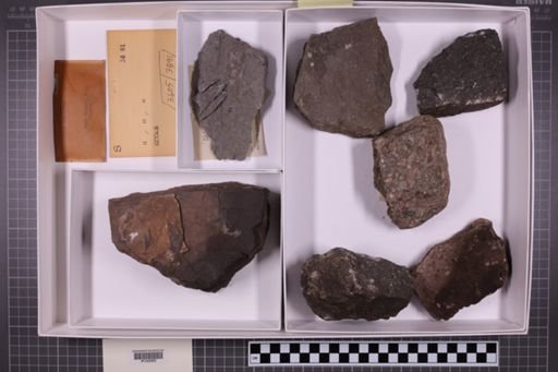 mixed taxa, stratigraphic collection