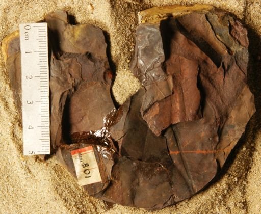 Liriodendropsis spectabilis