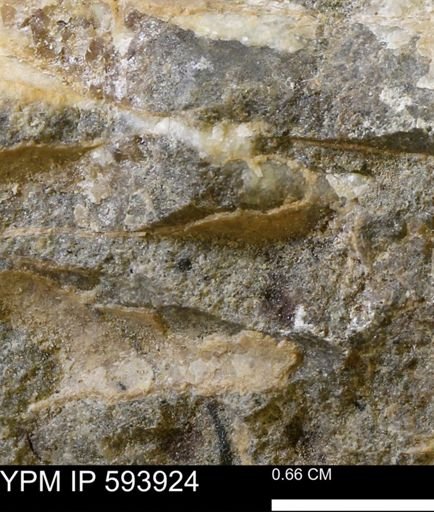 undet. Mollusca