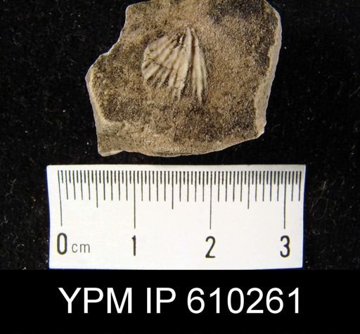 Anoplotheca planoconvexa