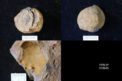 undet. Echinodermata