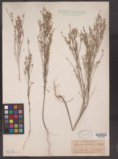 Linum sulcatum