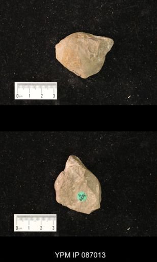 Diphragmoceras hyatti