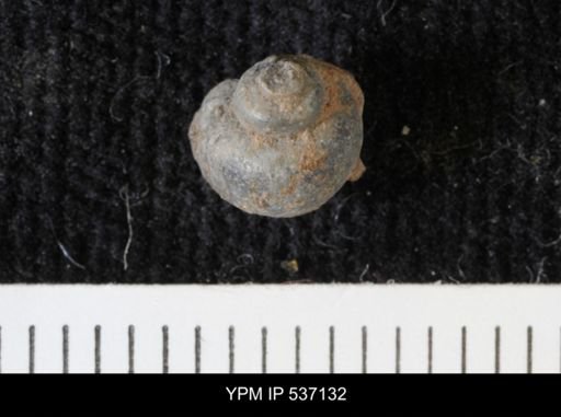 Viviparus montanaensis