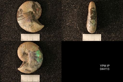 Hoploscaphites nicolletii