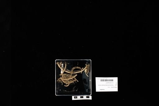 Corallus