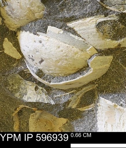 undet. Bivalvia