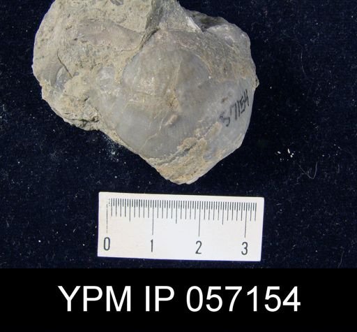 Brachyprion purduei