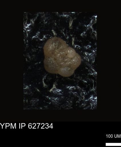 undet. Foraminiferida