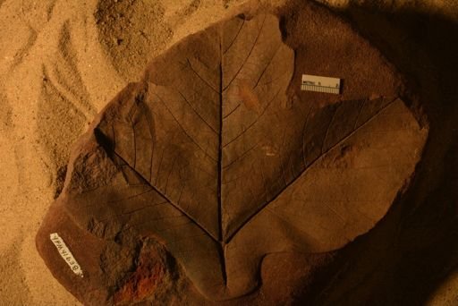 Aspidiophyllum trilobatum