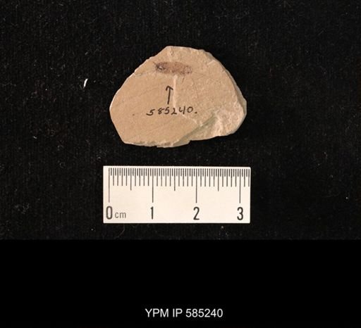 undet. Blattodea
