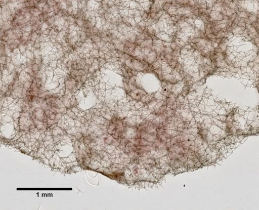 Adocia implexiformis
