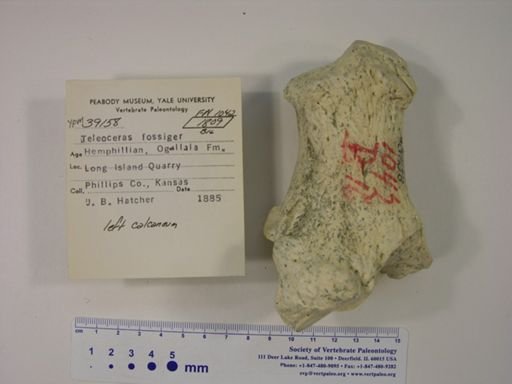 Teleoceras fossiger