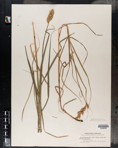Carex muskingumensis