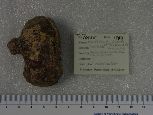 cf. Pantolambda cavirictus